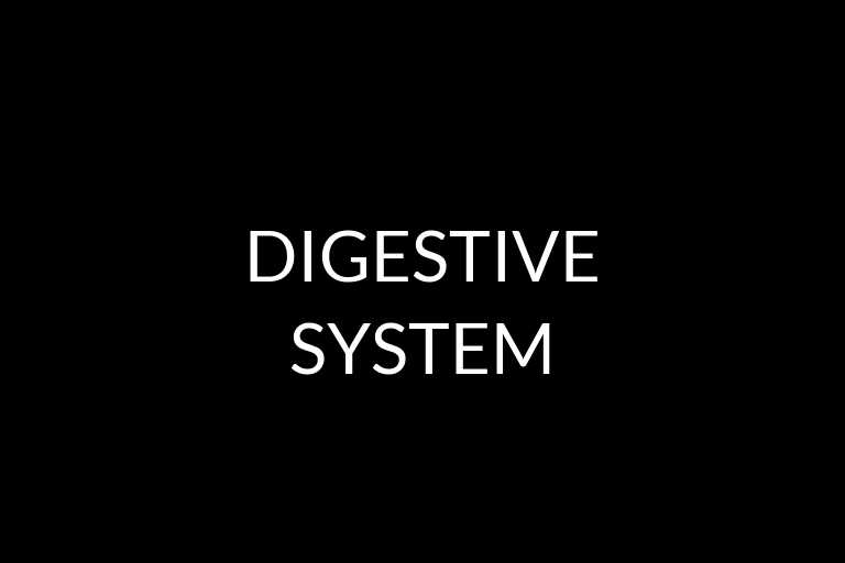 digestive system