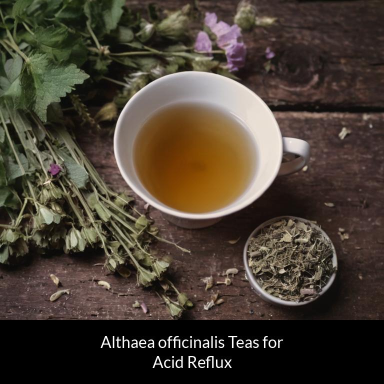 herbal teas for acid reflux althaea officinalis herbs