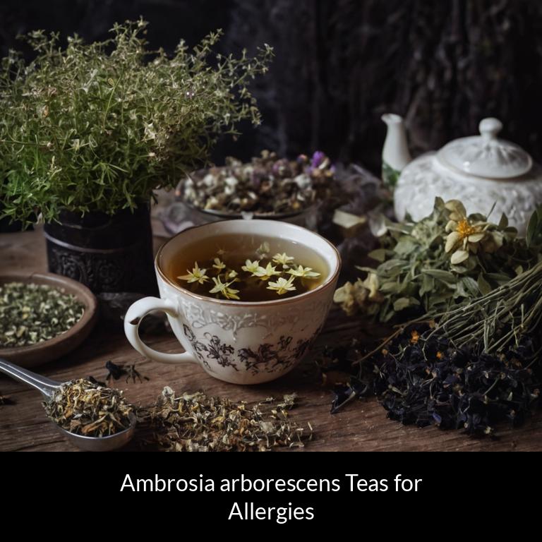 herbal teas for allergy ambrosia arborescens herbs