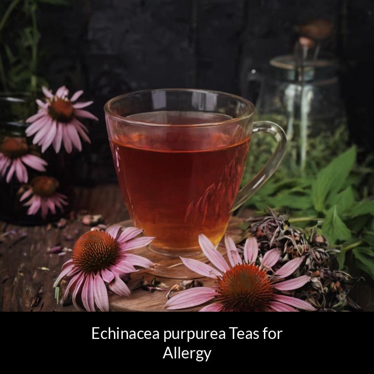 herbal teas for allergy echinacea purpurea herbs