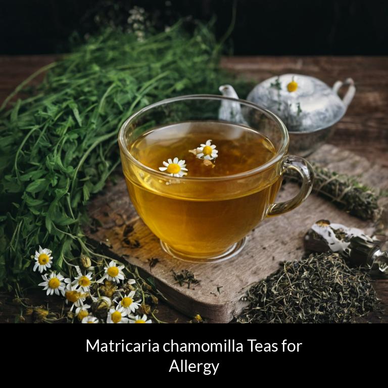 herbal teas for allergy matricaria chamomilla herbs