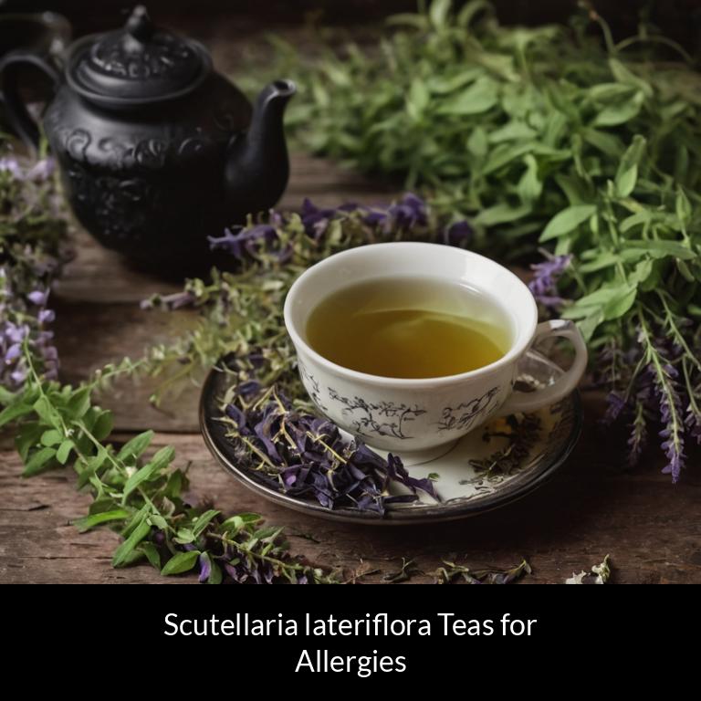herbal teas for allergy scutellaria lateriflora herbs