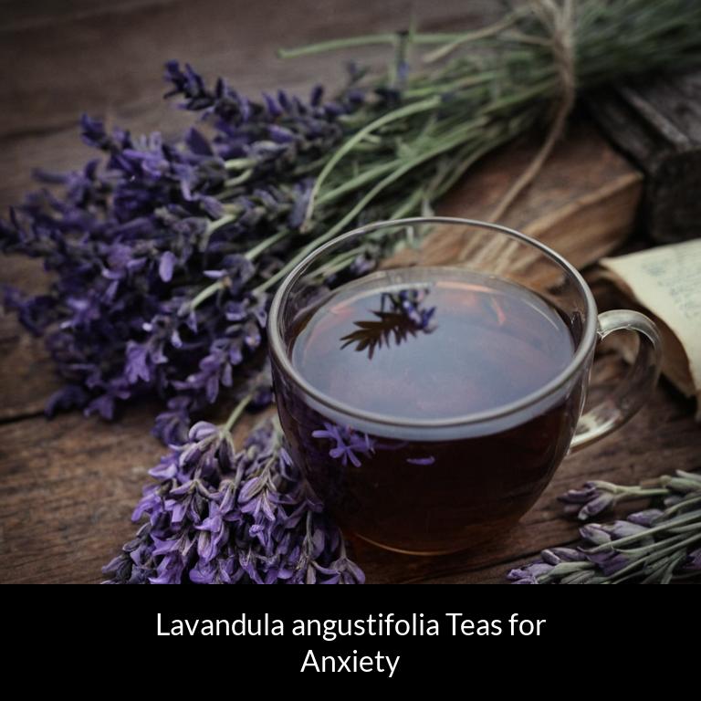 herbal teas for anxiety lavandula angustifolia herbs