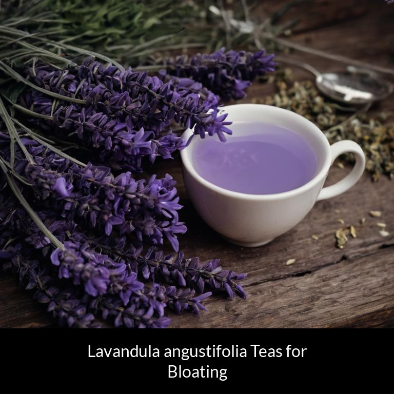 herbal teas for bloating lavandula angustifolia herbs