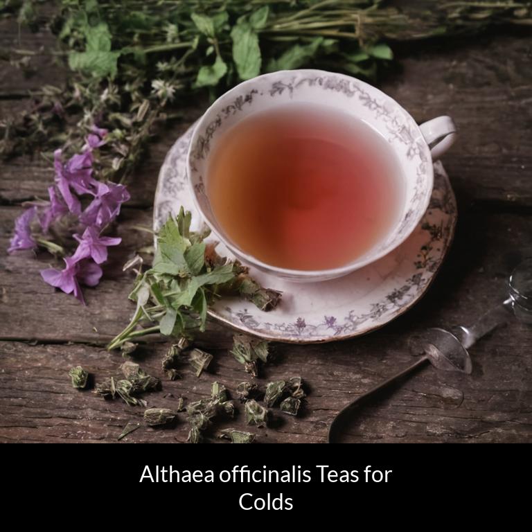 herbal teas for colds althaea officinalis herbs
