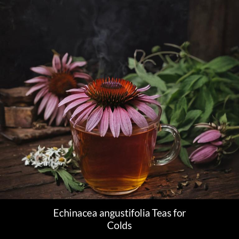 herbal teas for colds echinacea angustifolia herbs