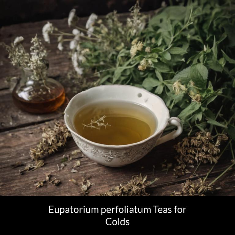 herbal teas for colds eupatorium perfoliatum herbs
