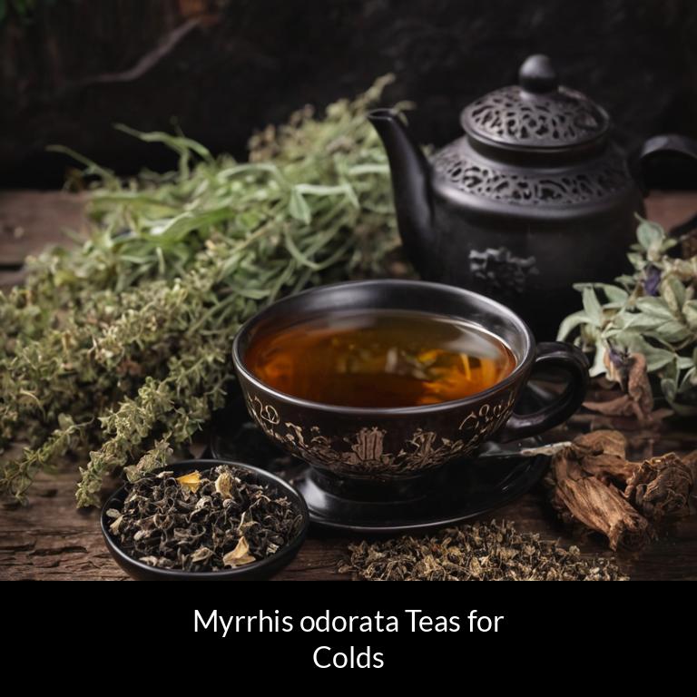 herbal teas for colds myrrhis odorata herbs