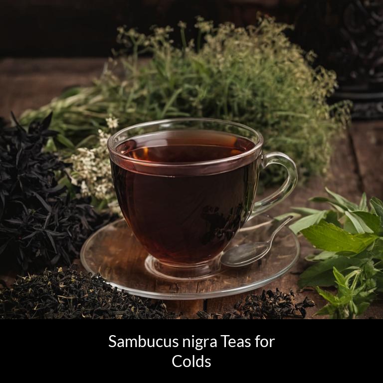 herbal teas for colds sambucus nigra herbs
