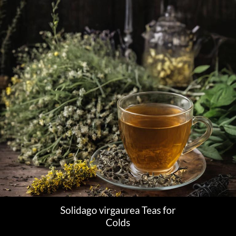 herbal teas for colds solidago virgaurea herbs