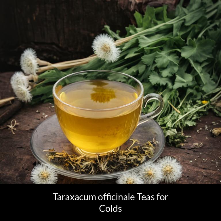 herbal teas for colds taraxacum officinale herbs