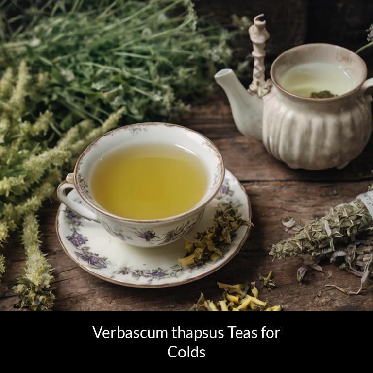 herbal teas for colds verbascum thapsus herbs