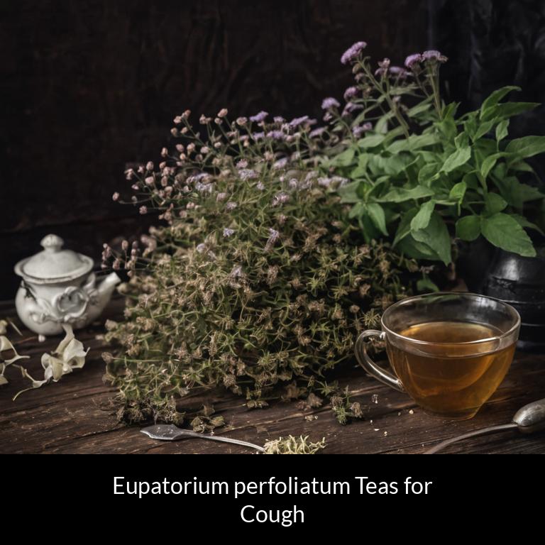 herbal teas for cough eupatorium perfoliatum herbs