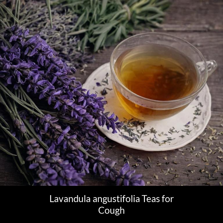 herbal teas for cough lavandula angustifolia herbs