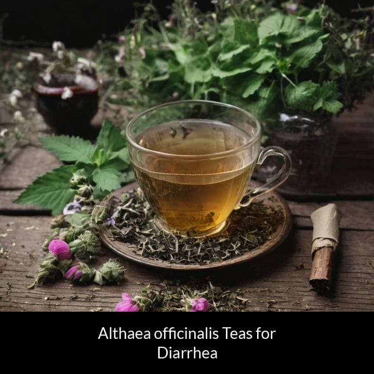 herbal teas for diarrhea althaea officinalis herbs