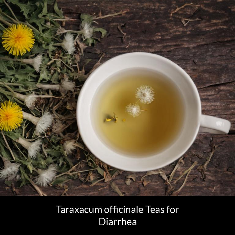 herbal teas for diarrhea taraxacum officinale herbs