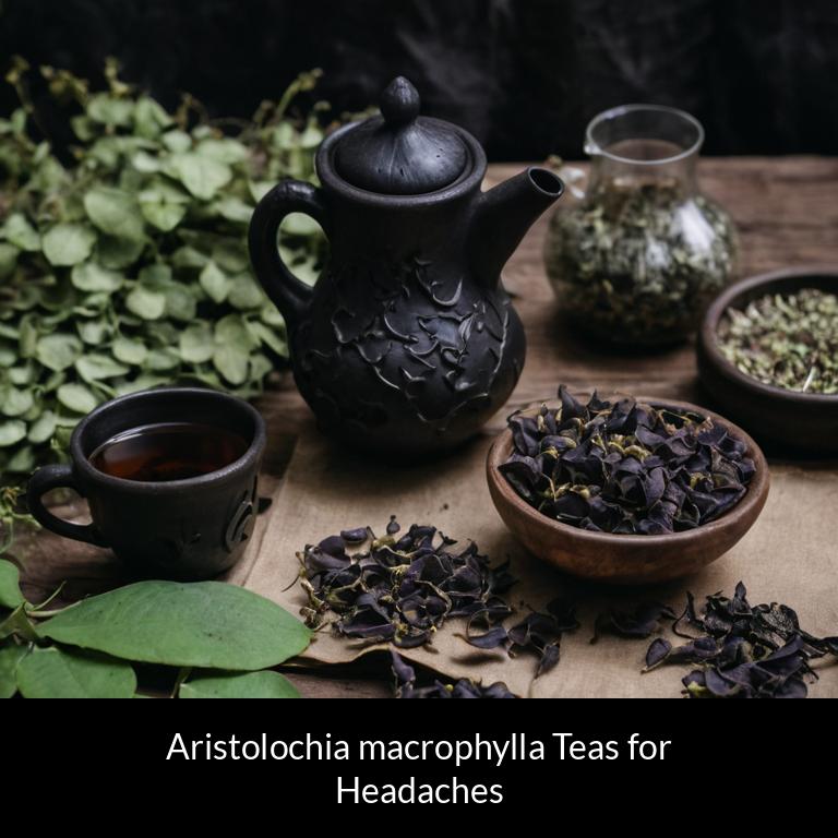 herbal teas for headache aristolochia macrophylla herbs