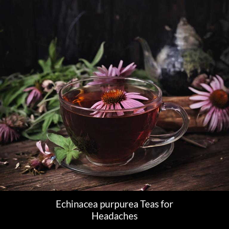 herbal teas for headache echinacea purpurea herbs