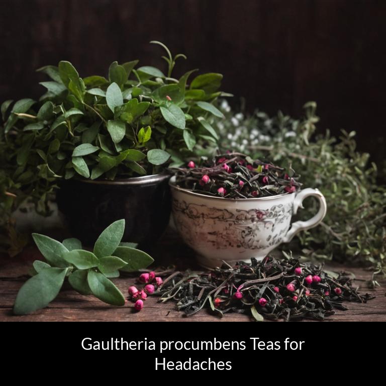 herbal teas for headache gaultheria procumbens herbs