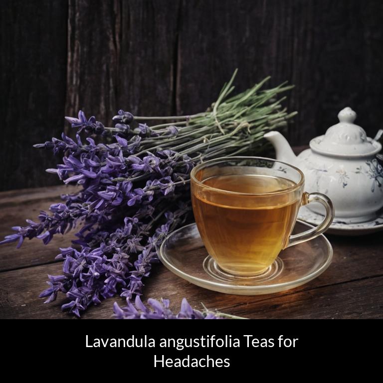 herbal teas for headache lavandula angustifolia herbs