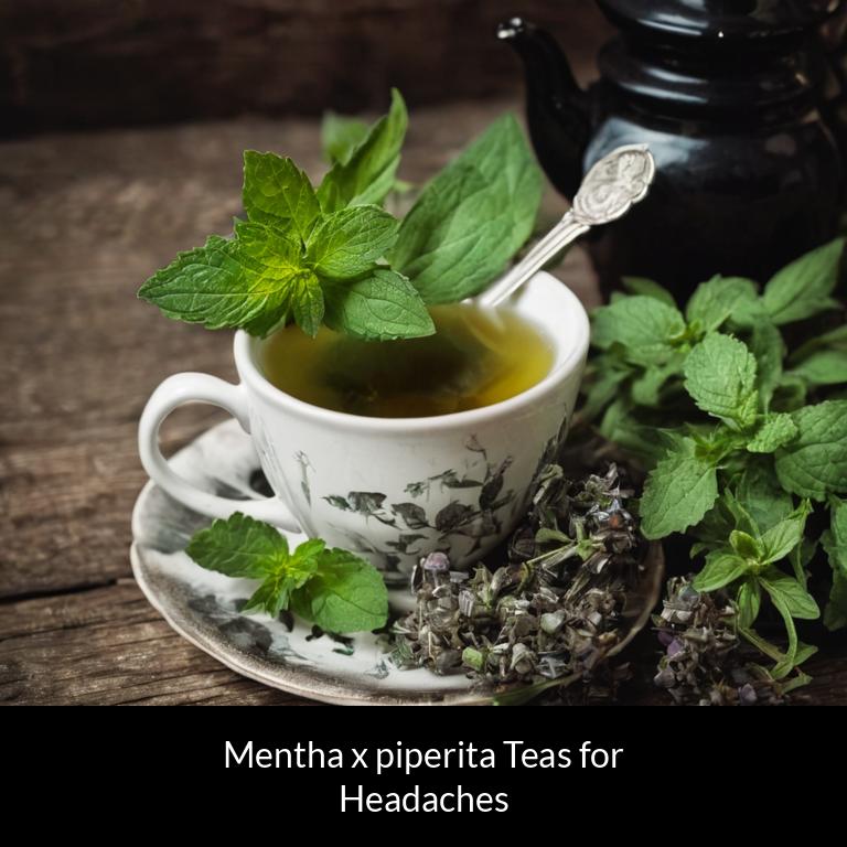 herbal teas for headache mentha x piperita herbs
