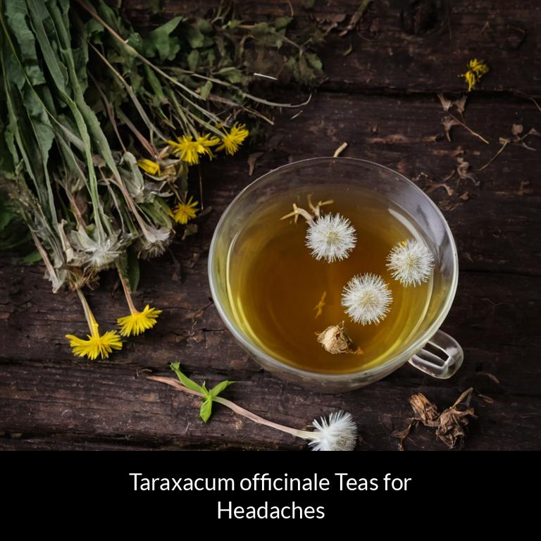 herbal teas for headache taraxacum officinale herbs