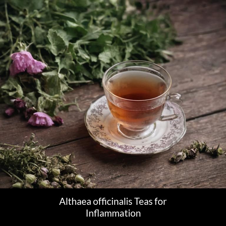 herbal teas for inflammation althaea officinalis herbs