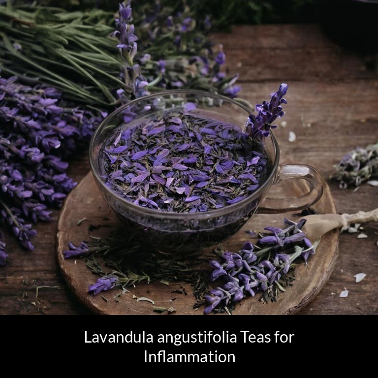 herbal teas for inflammation lavandula angustifolia herbs