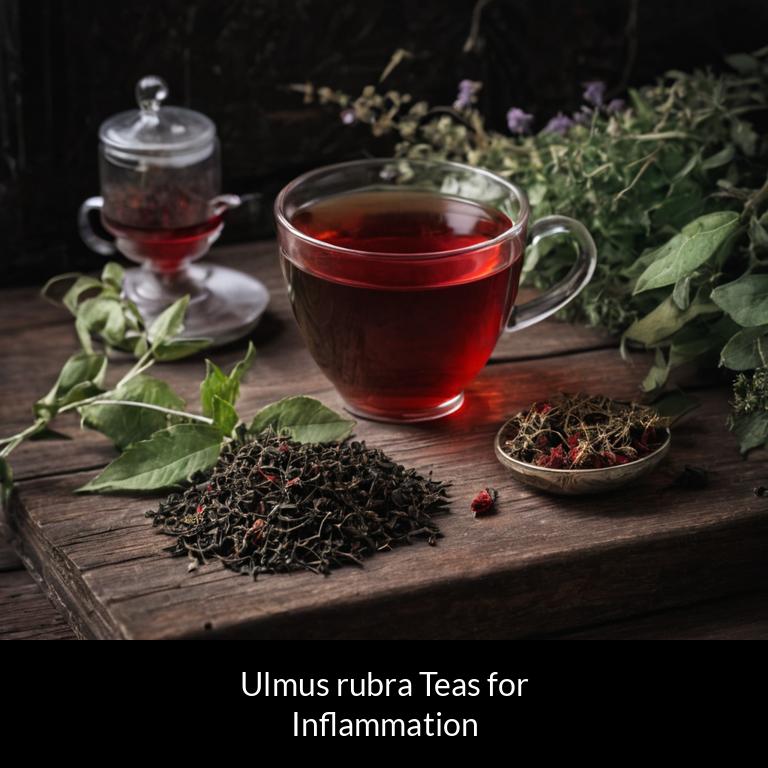 herbal teas for inflammation ulmus rubra herbs