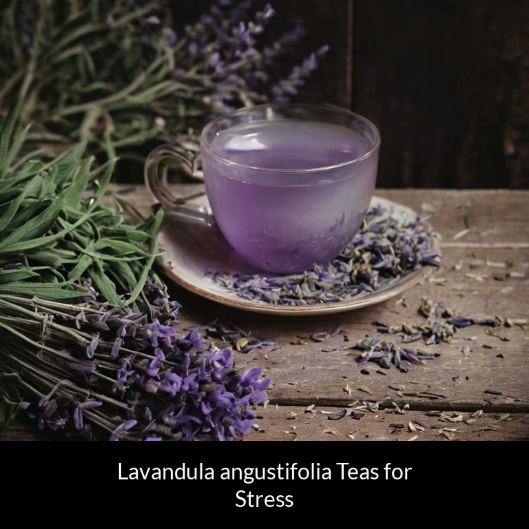 herbal teas for stress lavandula angustifolia herbs
