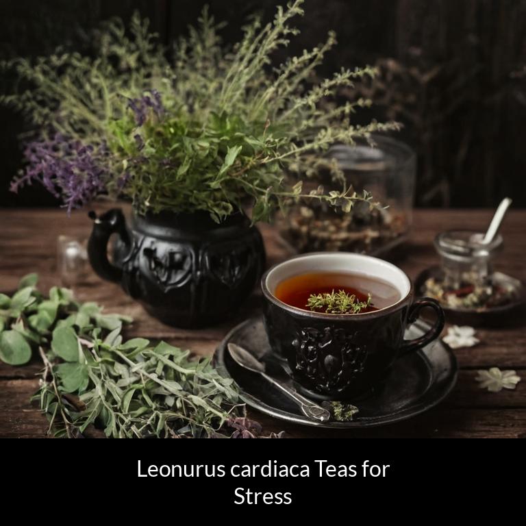 herbal teas for stress leonurus cardiaca herbs
