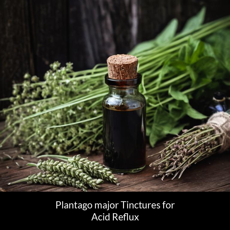 herbal tinctures for acid reflux plantago major herbs