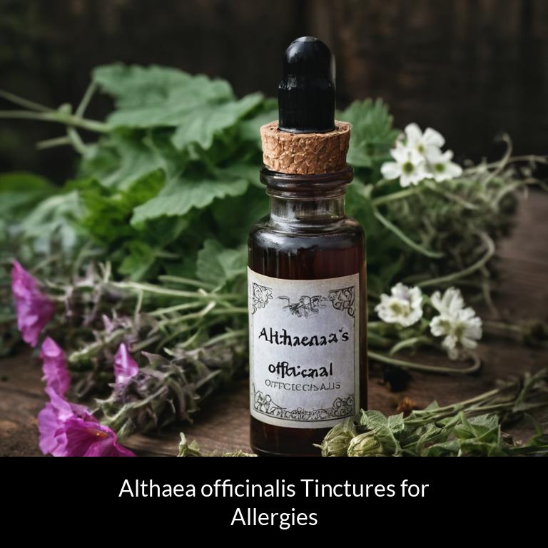 herbal tinctures for allergy althaea officinalis herbs
