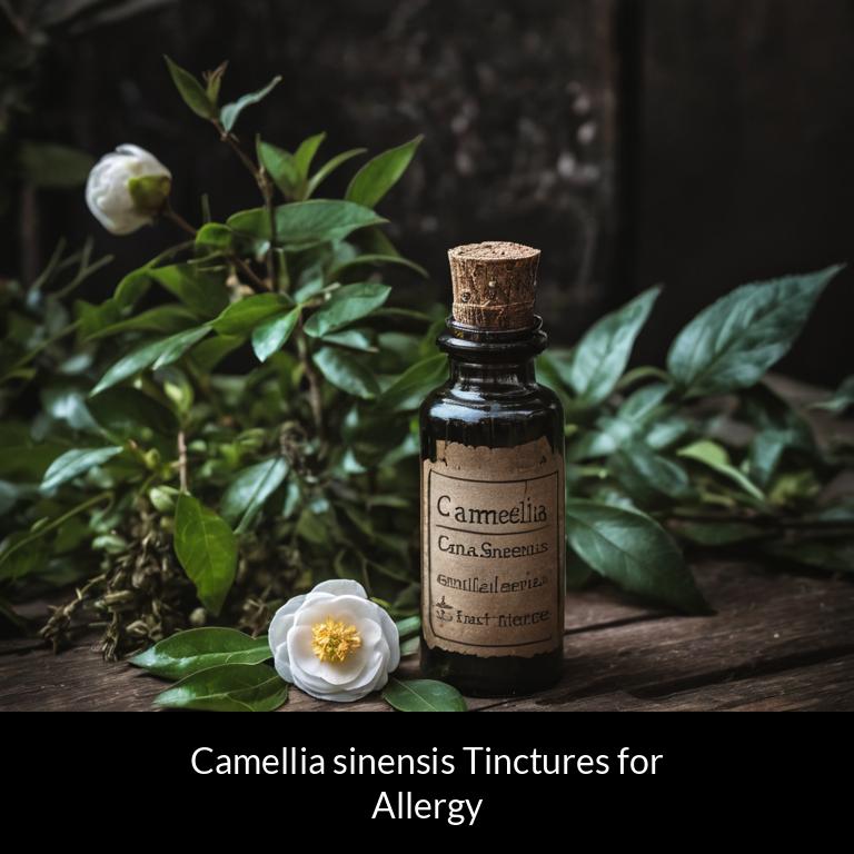 herbal tinctures for allergy camellia sinensis herbs