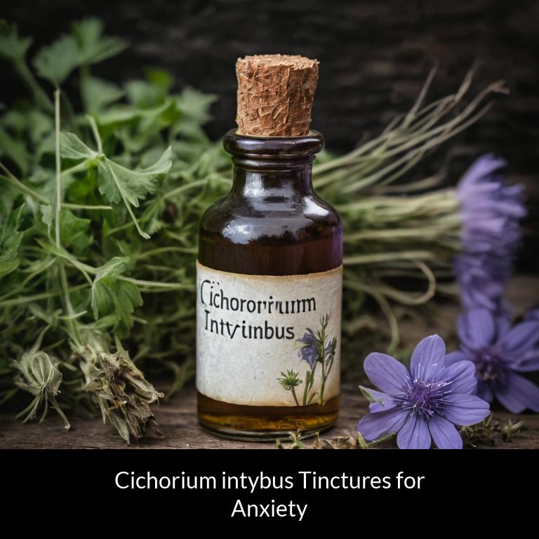 herbal tinctures for anxiety cichorium intybus herbs