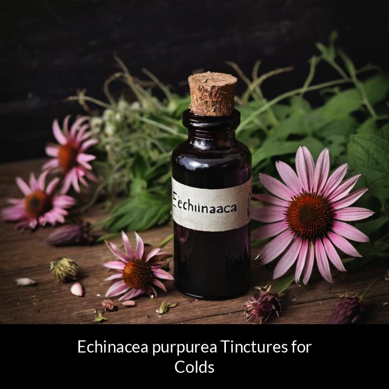 herbal tinctures for colds echinacea purpurea herbs