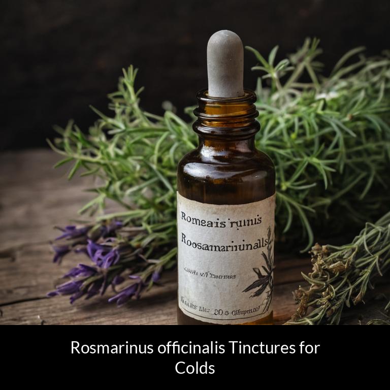 herbal tinctures for colds rosmarinus officinalis herbs