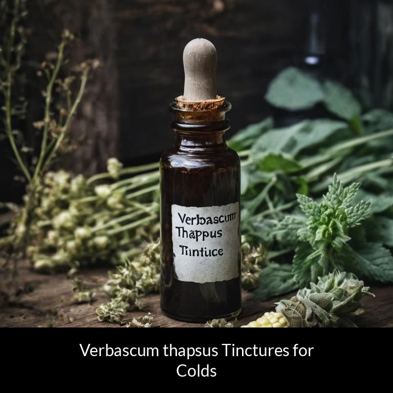 herbal tinctures for colds verbascum thapsus herbs