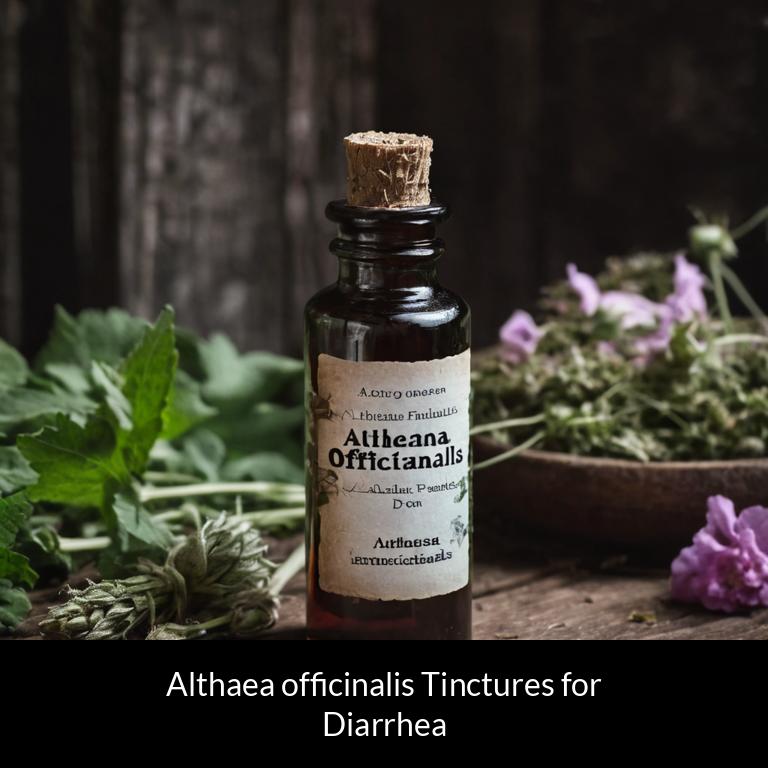 herbal tinctures for diarrhea althaea officinalis herbs