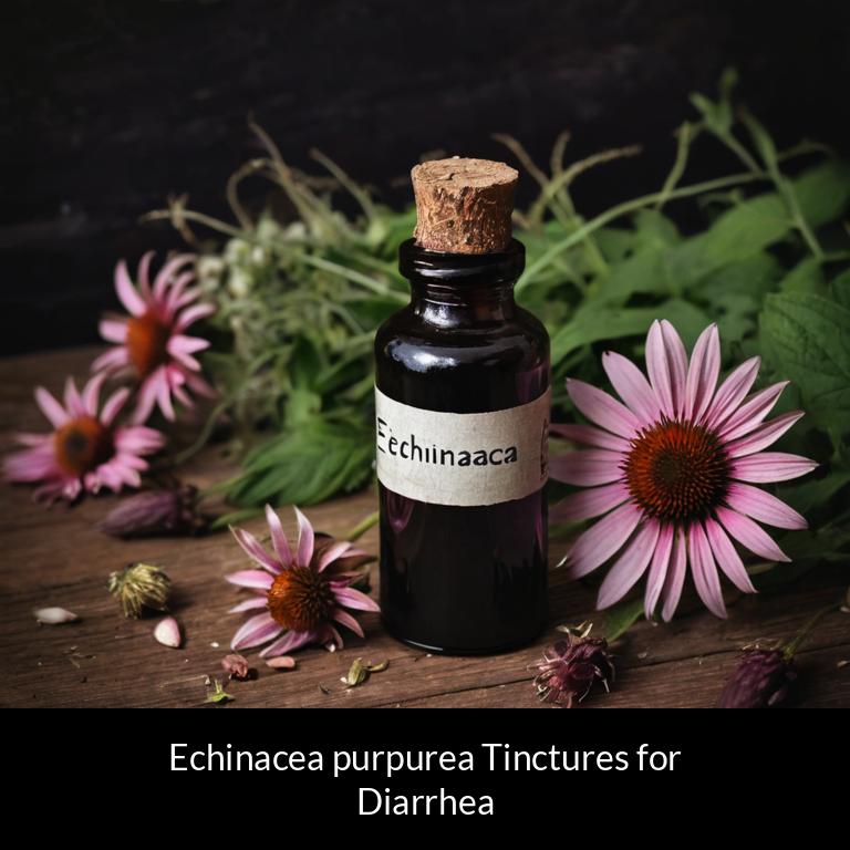 herbal tinctures for diarrhea echinacea purpurea herbs