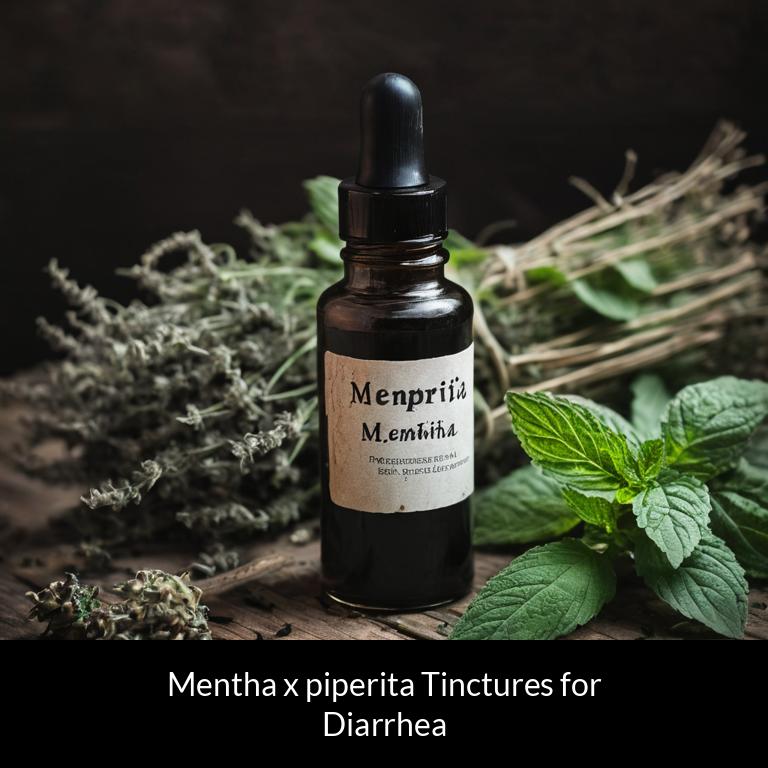 herbal tinctures for diarrhea mentha x piperita herbs