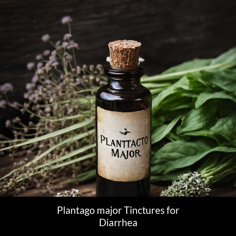 herbal tinctures for diarrhea plantago major herbs