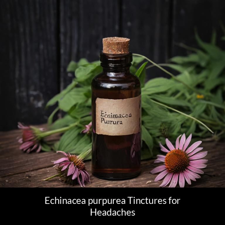 herbal tinctures for headache echinacea purpurea herbs