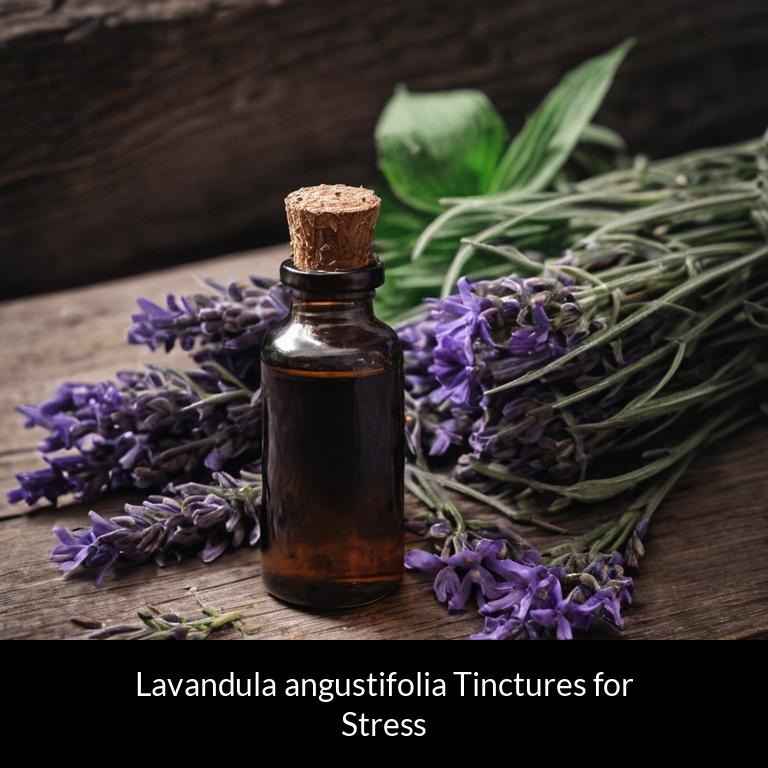 herbal tinctures for stress lavandula angustifolia herbs