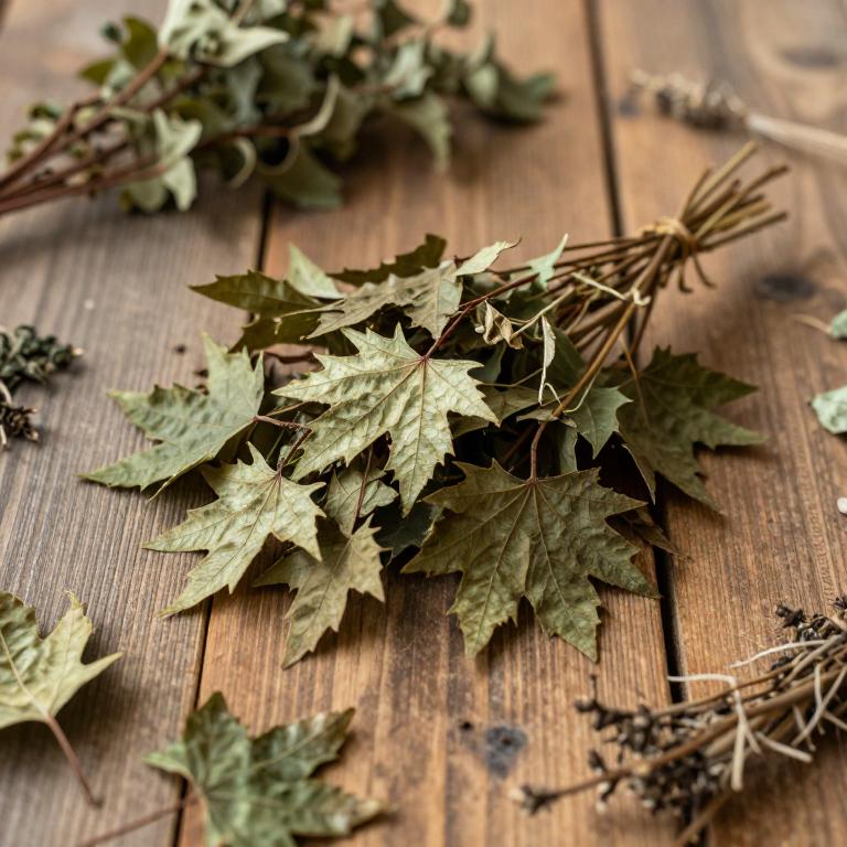Acer rubrum