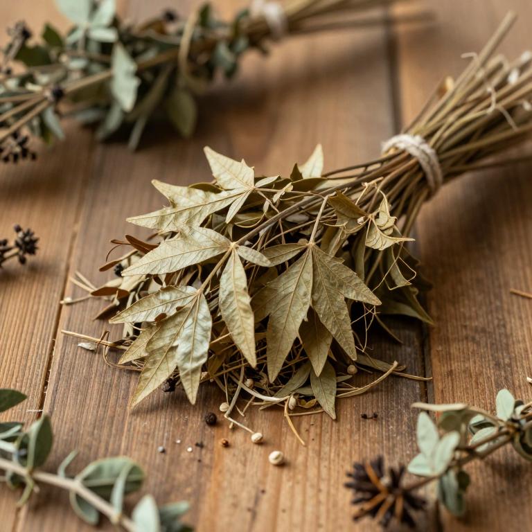 Acer tegmentosum