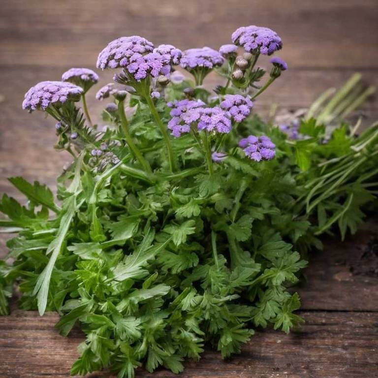 achillea ageratum