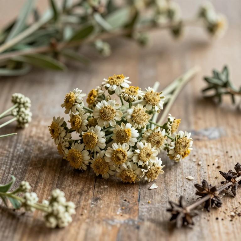 Achillea aleppica