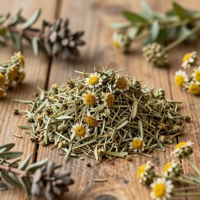 Achillea arabica