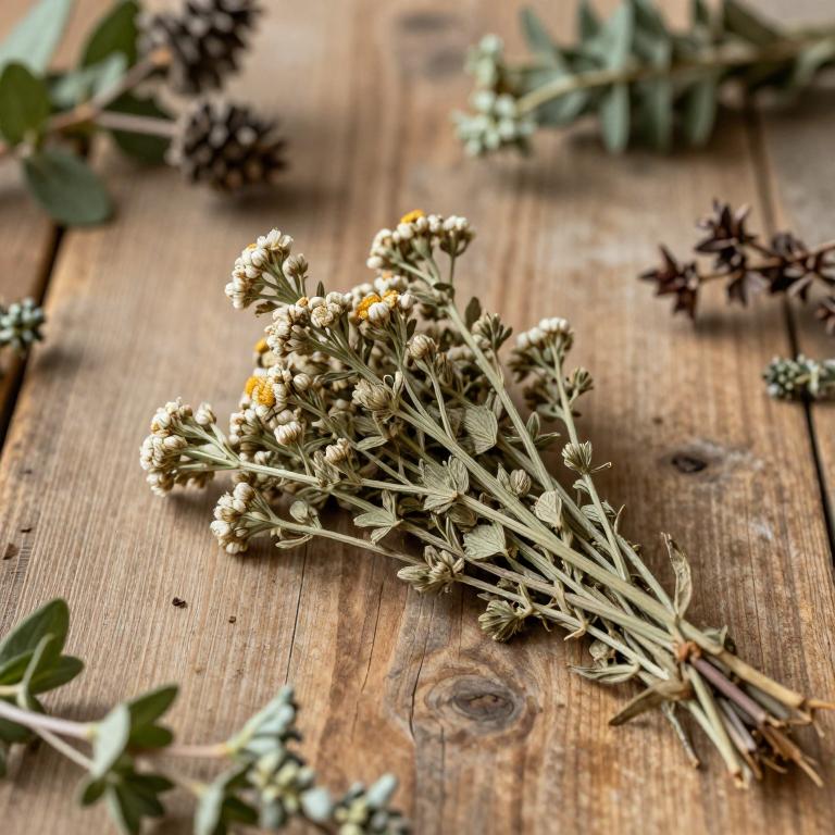 Achillea borealis var. borealis